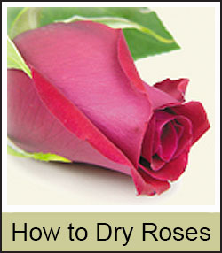 How to Dry Roses