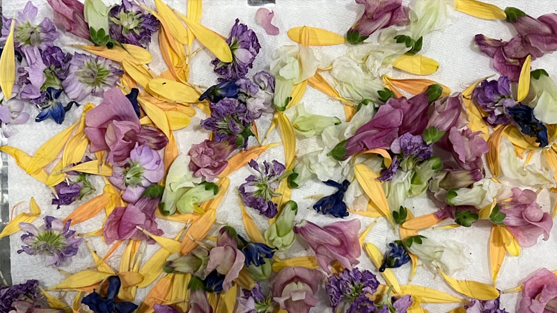 Drying flowers